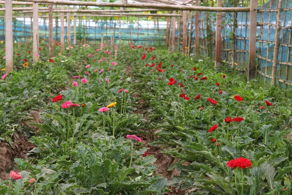 Gerbera Jardim Flores Fazenda Para Colheita — Fotografia de Stock
