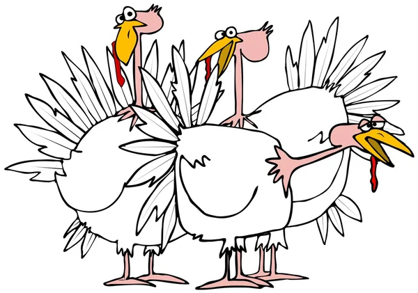 Small flock of turkeys — Stock Photo, Image