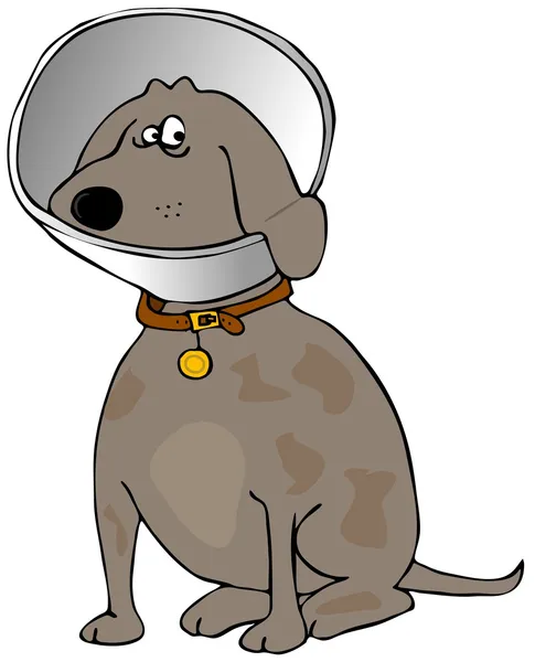 Cão com um cone de cabeça — Fotografia de Stock