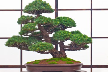 Bonsai