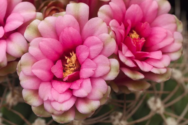 Blommande kaktus — Stockfoto