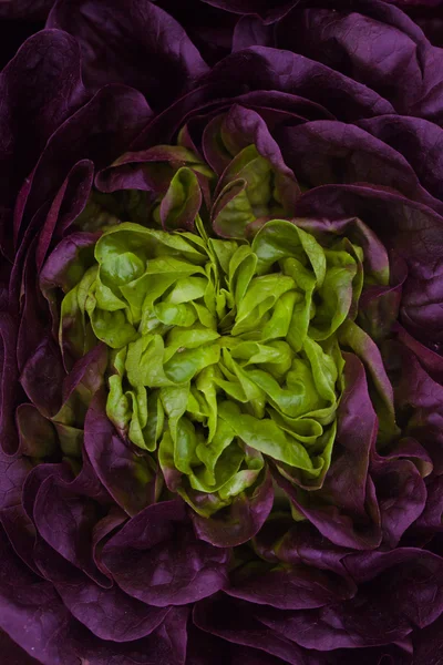 Lettuce — Stock Photo, Image