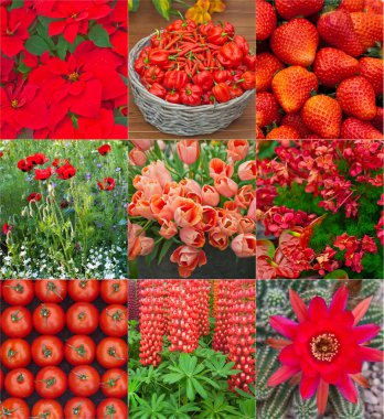 Collage with red flowers,vegetables and berries clipart