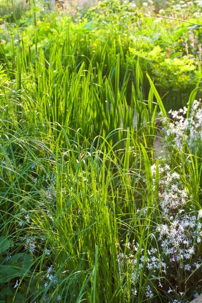 Ogród trawy — Zdjęcie stockowe