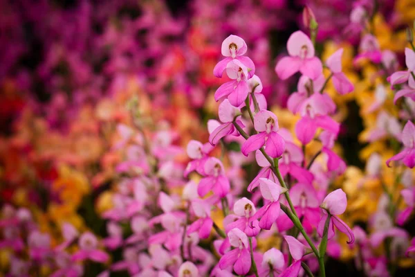 Exotiska blommor — Stockfoto