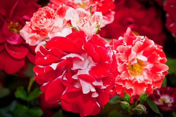 Bush of roses — Stock Photo, Image