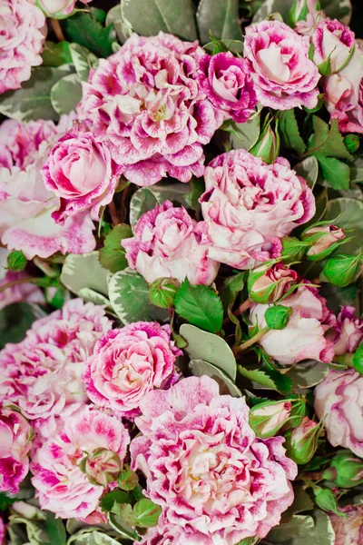 Bush de rosas — Fotografia de Stock