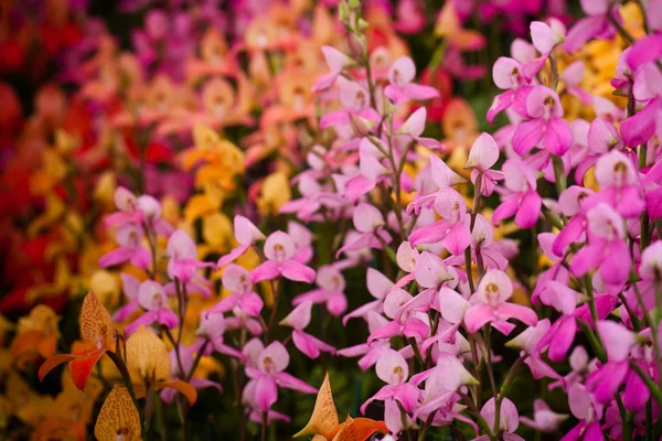 Flores exóticas fotos de stock, imágenes de Flores exóticas sin royalties | Depositphotos Flores exóticas fotos de stock, imágenes de Flores exóticas sin royalties | Depositphotos