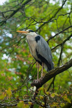Hayvanat bahçesindeki balıkçıl