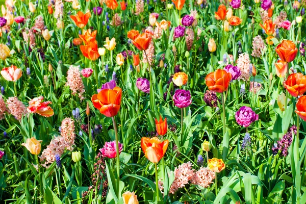 Flores de primavera — Fotografia de Stock