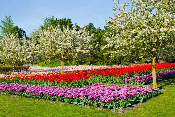 Primavera giardino paesaggio — Foto Stock