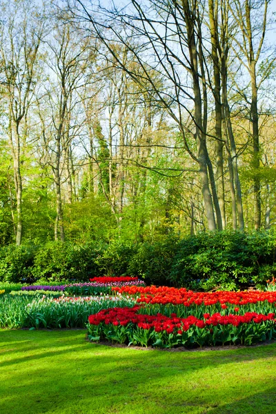 Spring garden landscape — Stock Photo, Image