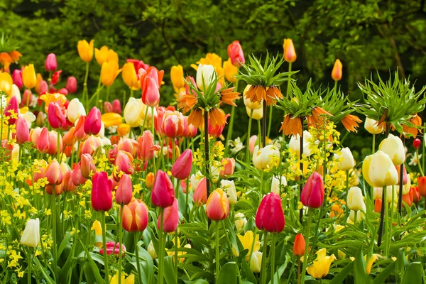 Flores de primavera —  Fotos de Stock