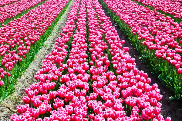 Spring flowers — Stock Photo, Image