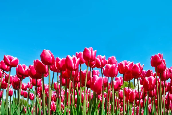 Spring flowers — Stock Photo, Image