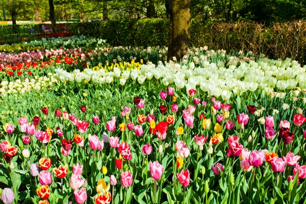 Spring garden landscape — Stock Photo, Image