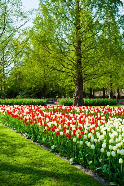 Spring garden landscape — Stock Photo, Image