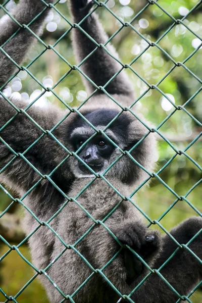 Portrait of monkey Gibbon
