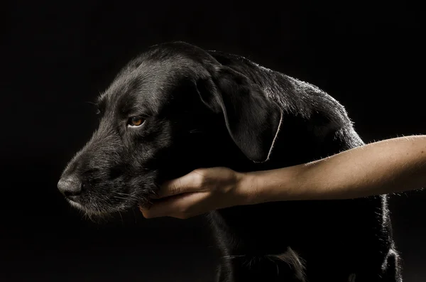 Musta koira — kuvapankkivalokuva