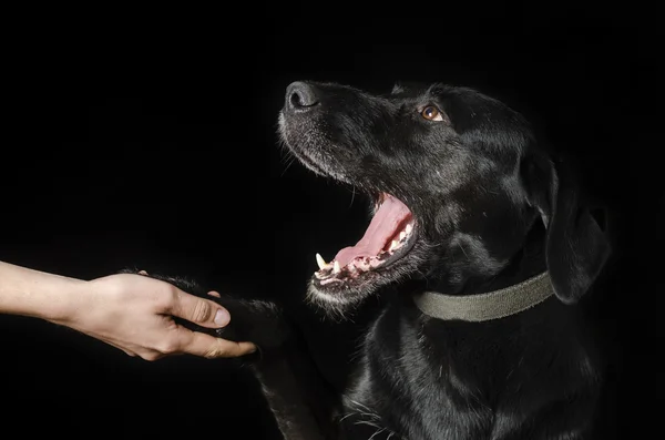 Fekete kutya Stock Kép