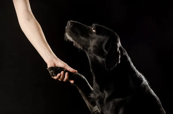 Fekete kutya Stock Kép
