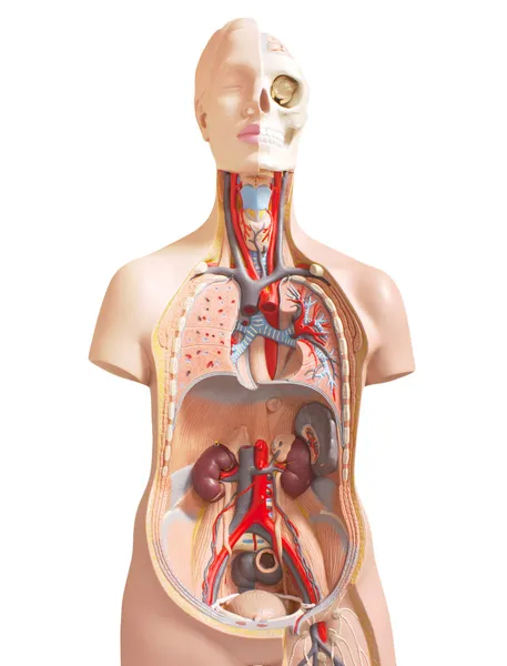 İnsan Anatomisi — Stok fotoğraf