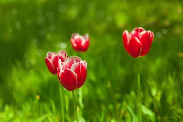 Zdjęcie czerwone tulipany — Zdjęcie stockowe