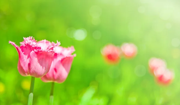 Tulips field — Stock Photo, Image