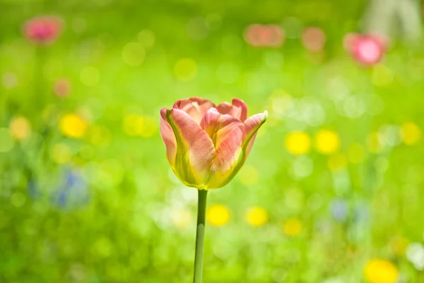 Één tulip — Stockfoto