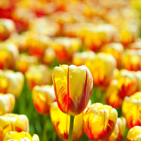 Pola żółte tulipany — Zdjęcie stockowe