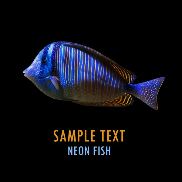 Neon fish — Stock Photo, Image