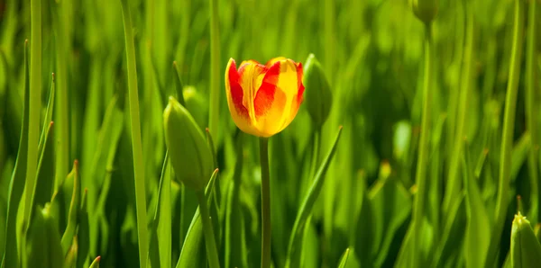 Single tulip — Stock Photo, Image