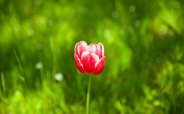 Red tulip flower — Stock Photo, Image