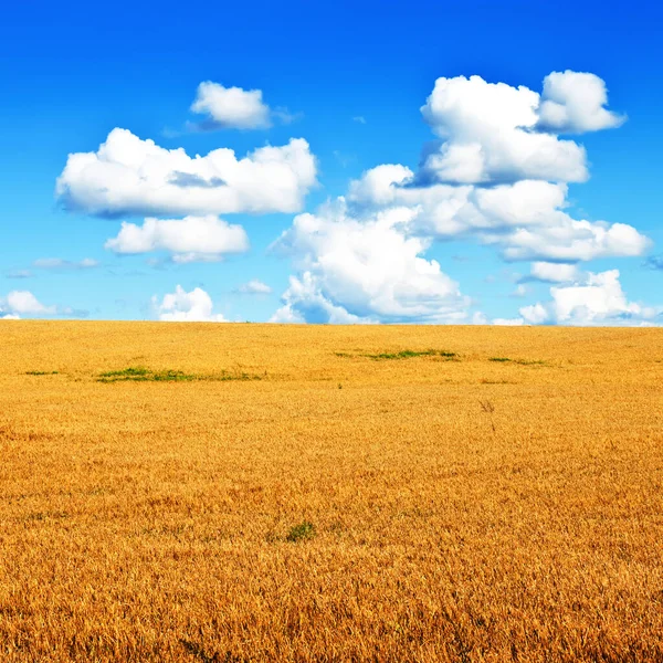 Champ Blé Ciel Bleu Paysage Minimaliste — Photo