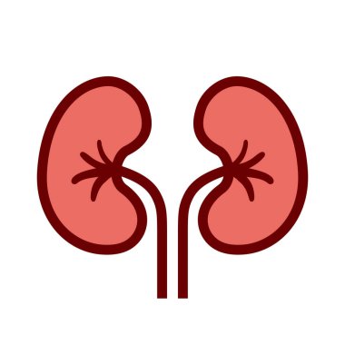Böbrek insan organ vektör simgesi