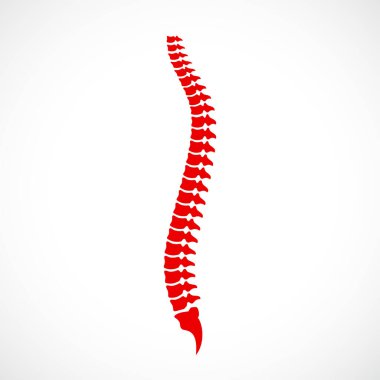 Spinal cord vector icon clipart