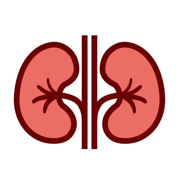 Kidneys Vector Flat Cartoon — Stock Vector