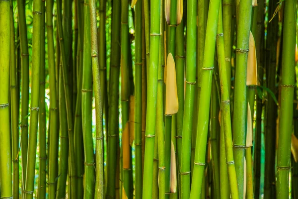 Green Bamboo Natural Background — Stock Photo, Image