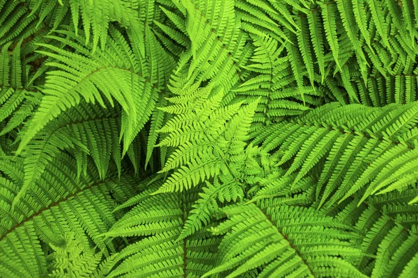 Green Fern Natural Background — Stock Photo, Image