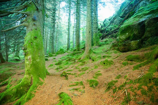 Yeşil orman doğal fotoğrafı.