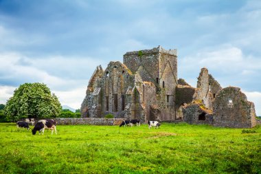 İrlanda tipik manzarası ve Hore Abbey kalıntıları, Tipperary ilçesi, İrlanda