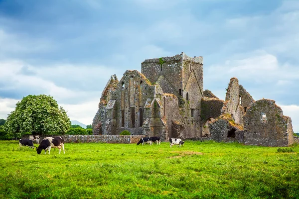 Typische Irische Landschaft Und Ruinen Der Hore Abbey Tipperary County — Stockfoto