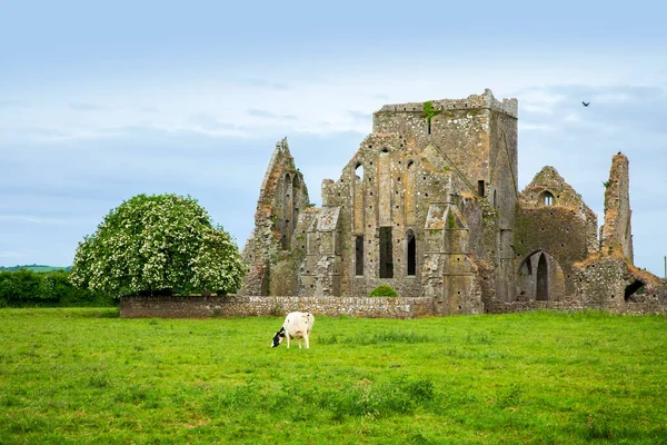 Ländliche Landschaft Und Burgruinen Von Hore Abbey Tipperary Irland — Stockfoto