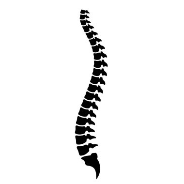 Spinal cord vector icon isolated on white background clipart
