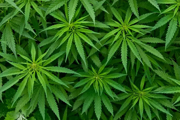 Marihuana — Stockfoto