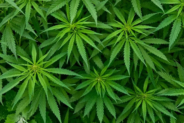 90,492 Cannabis Stock Photos, Images | Download Cannabis Pictures on Depositphotos®