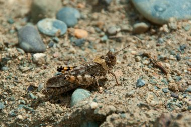 kahverengi keçiboynuzu