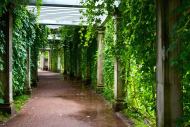 Pergola