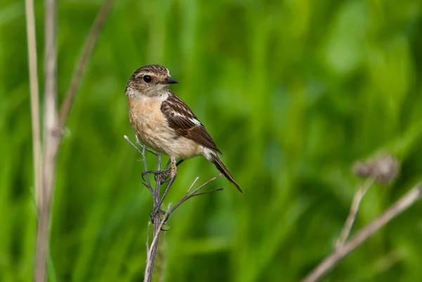 Stonechat (Saxicola torquata) ) — стоковое фото