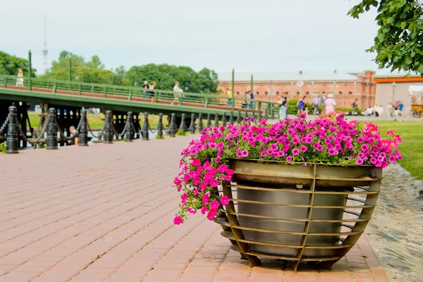 Flowerbed — Stock Photo, Image